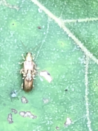 Margined Systena photo 4