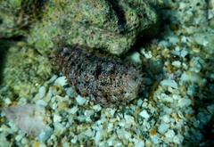 Holothuria paraprinceps