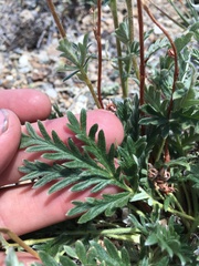 Potentilla jepsonii