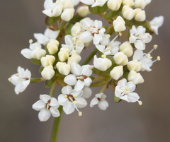 Platysace effusa