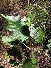 Solanum mitchellianum