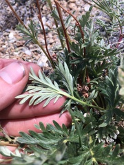 Potentilla jepsonii