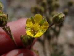 Potentilla jepsonii