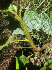 Solanum mitchellianum