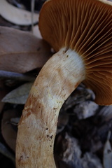 Leprocybe
