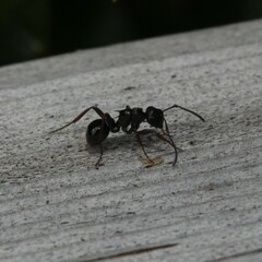 Polyrhachis clio