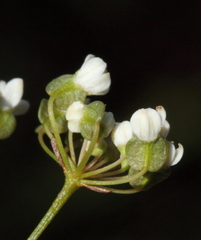 Platysace effusa