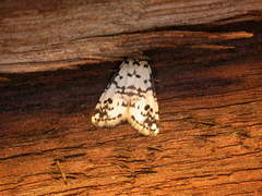 Thallarcha eremicola