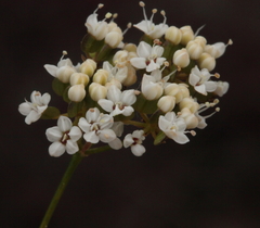 Platysace effusa