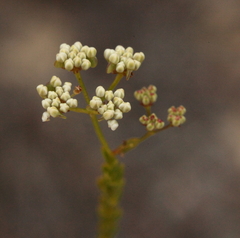 Platysace effusa