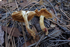 Leprocybe