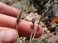 Oxytropis parryi