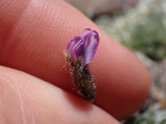 Oxytropis parryi