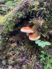 Pyrrhulomyces