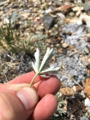 Potentilla pseudosericea