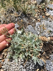 Potentilla pseudosericea