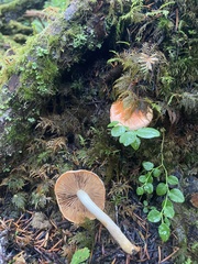 Pyrrhulomyces