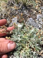 Potentilla pseudosericea