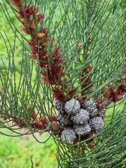 Allocasuarina paradoxa