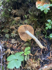 Pyrrhulomyces
