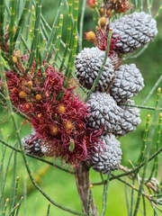 Allocasuarina paradoxa