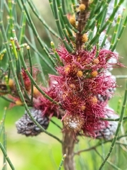 Allocasuarina paradoxa