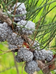 Allocasuarina paradoxa