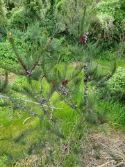 Allocasuarina paradoxa