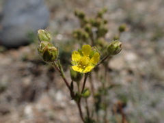 Potentilla jepsonii
