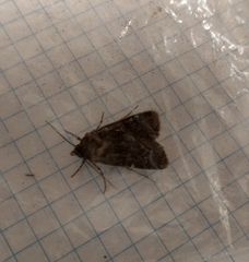 Noctuidae