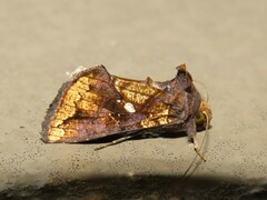 Argyrogramma verruca