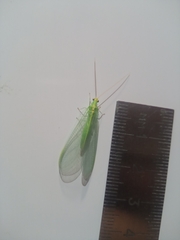 Nineta flava