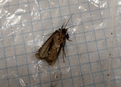 Noctuidae