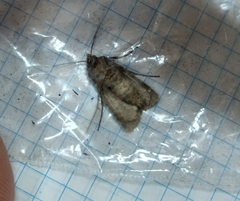 Noctuidae