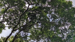 Anthracoceros marchei