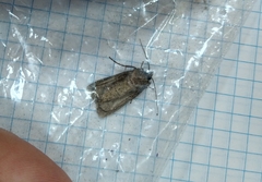 Noctuidae