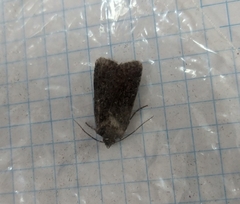 Noctuidae