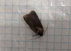 Noctuidae