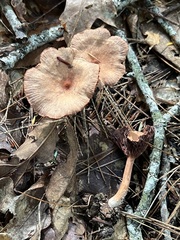 Lactarius rimosellus
