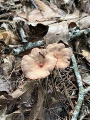 Lactarius rimosellus