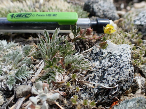 Image of Potentilla morefieldii by (c) Martin Purdy, some rights reserved (CC BY)