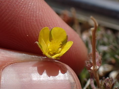 Potentilla morefieldii