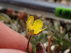 Potentilla morefieldii