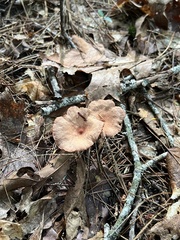 Lactarius rimosellus