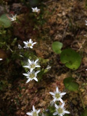 Gentiana douglasiana