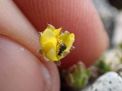 Potentilla morefieldii