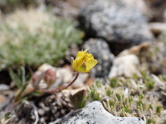 Potentilla morefieldii