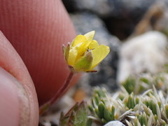 Potentilla morefieldii