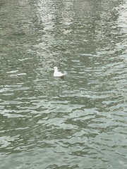 Chroicocephalus ridibundus