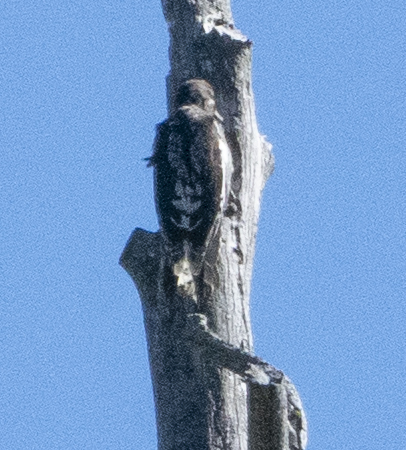 iNaturalist observation photo of Red-breasted Sapsucker